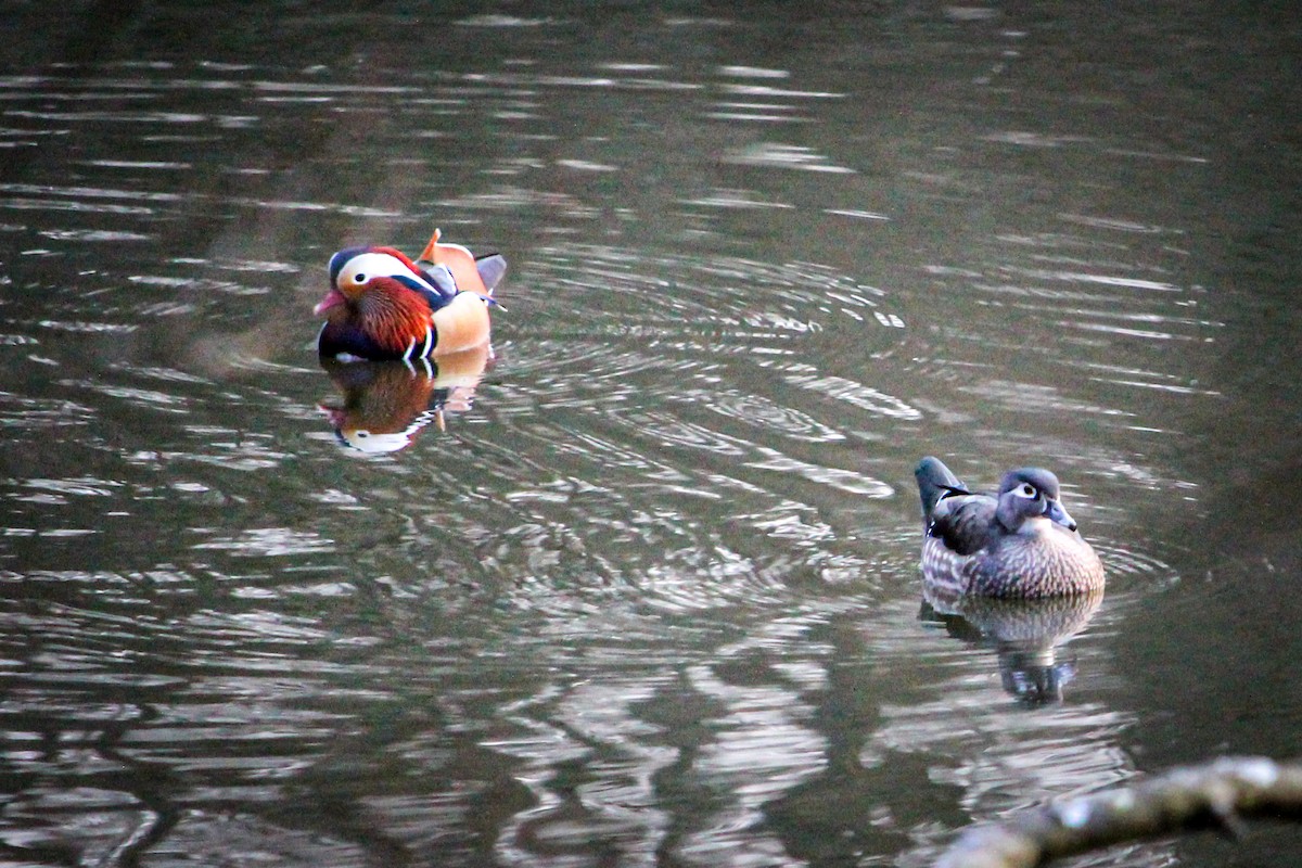 Mandarin Duck - ML462362691