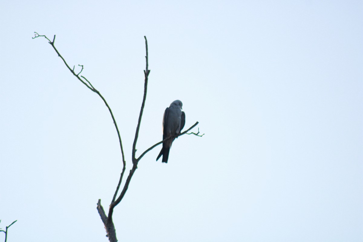 Mississippi Kite - ML462362711