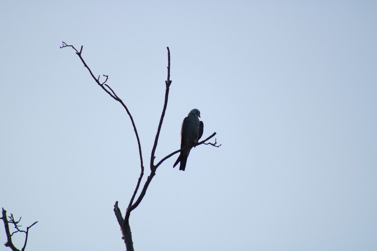 Mississippi Kite - ML462362751