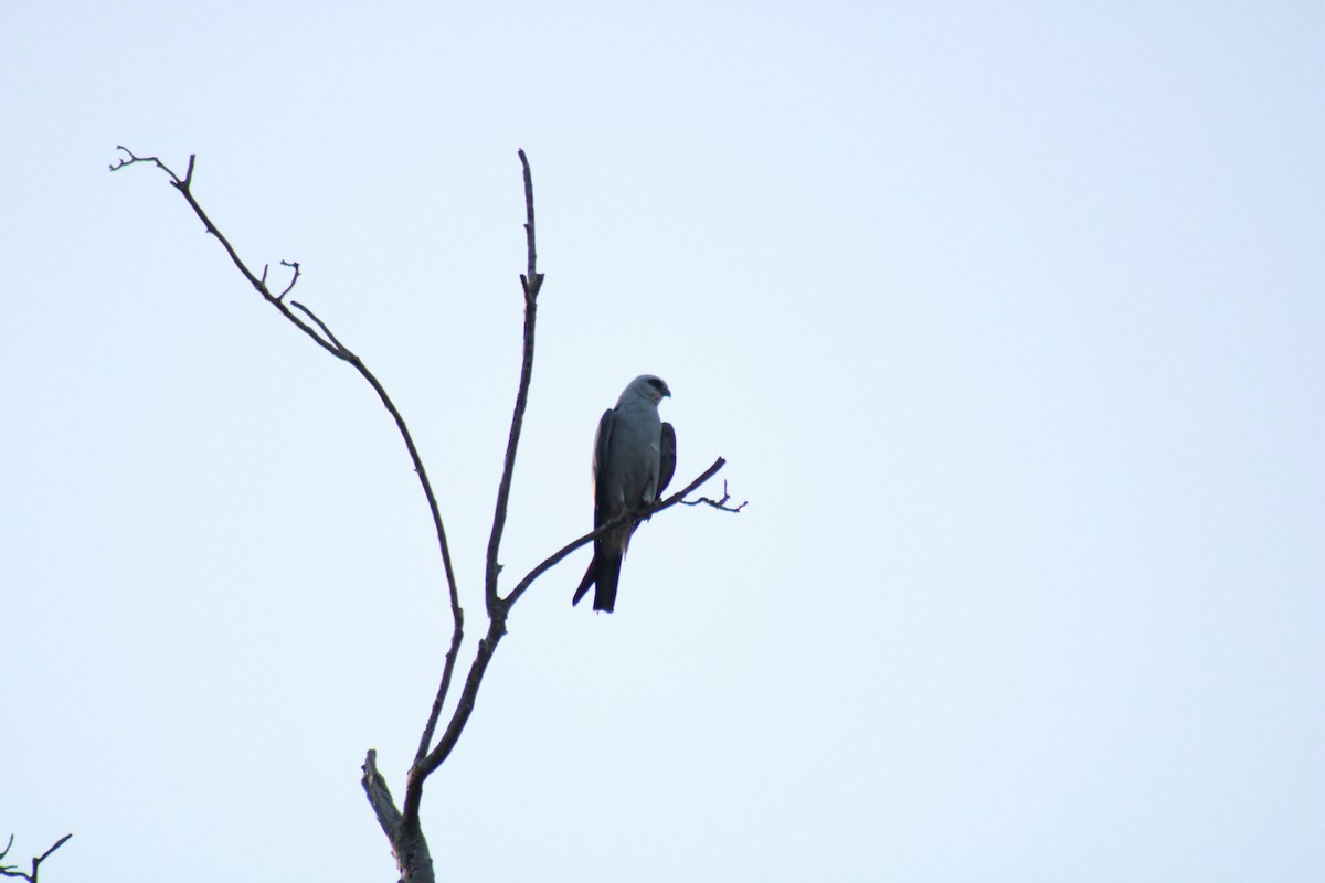 Mississippi Kite - ML462362771