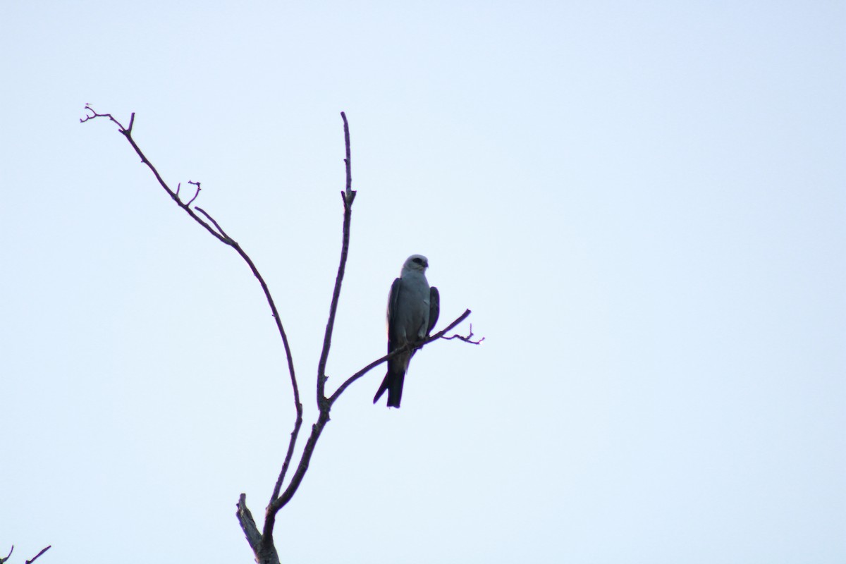 Mississippi Kite - ML462362881