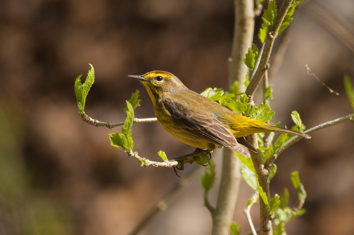 Palm Warbler - ML462365281