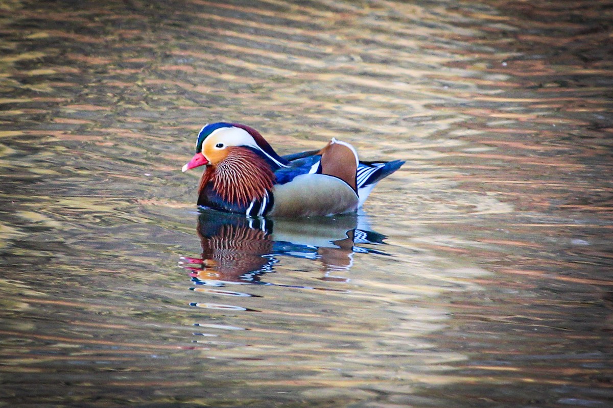 Mandarin Duck - Olivier Lannoy