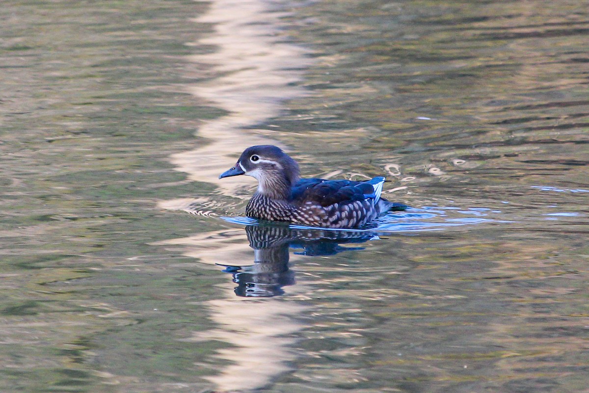 Mandarin Duck - ML462365601