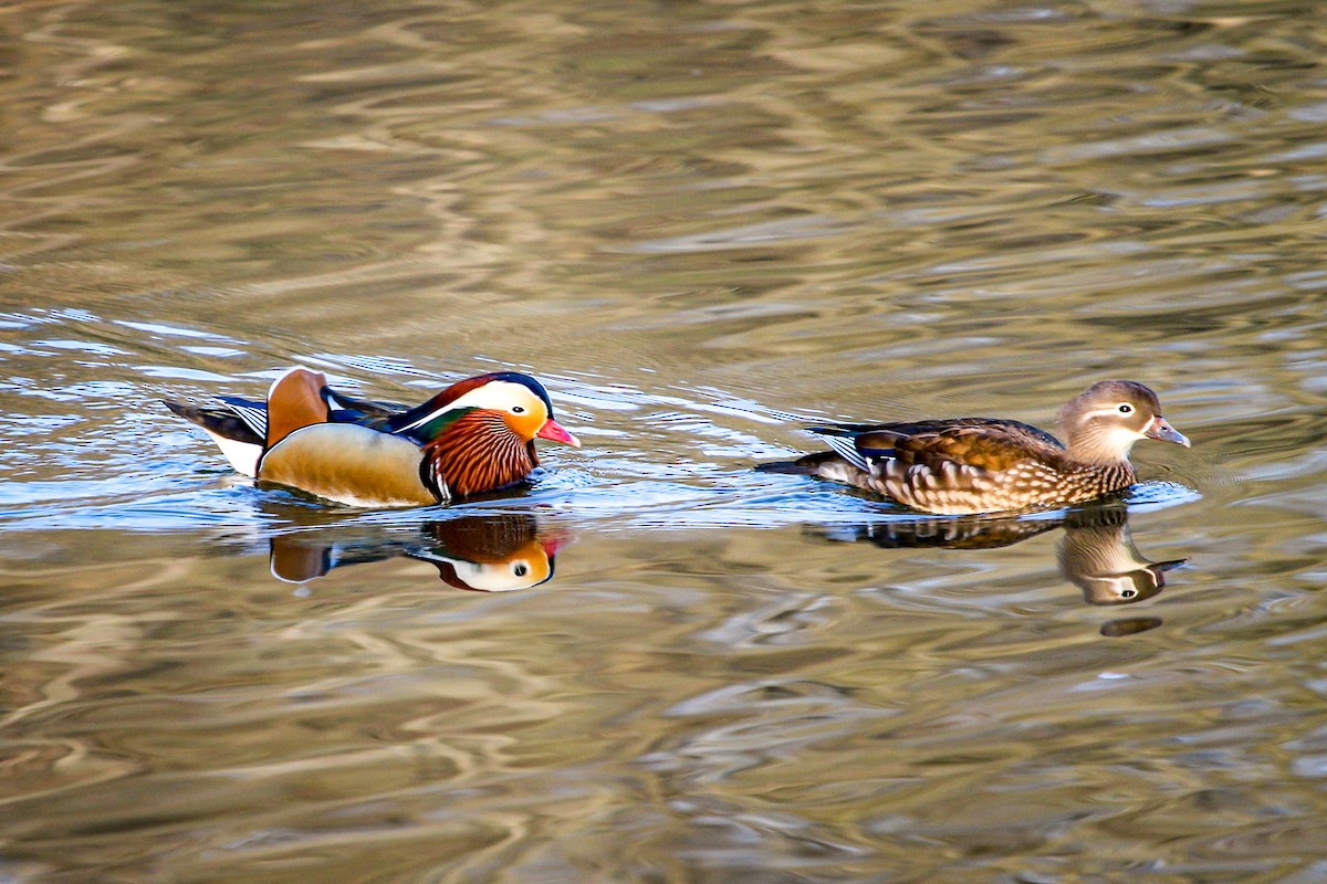 Mandarin Duck - ML462365651