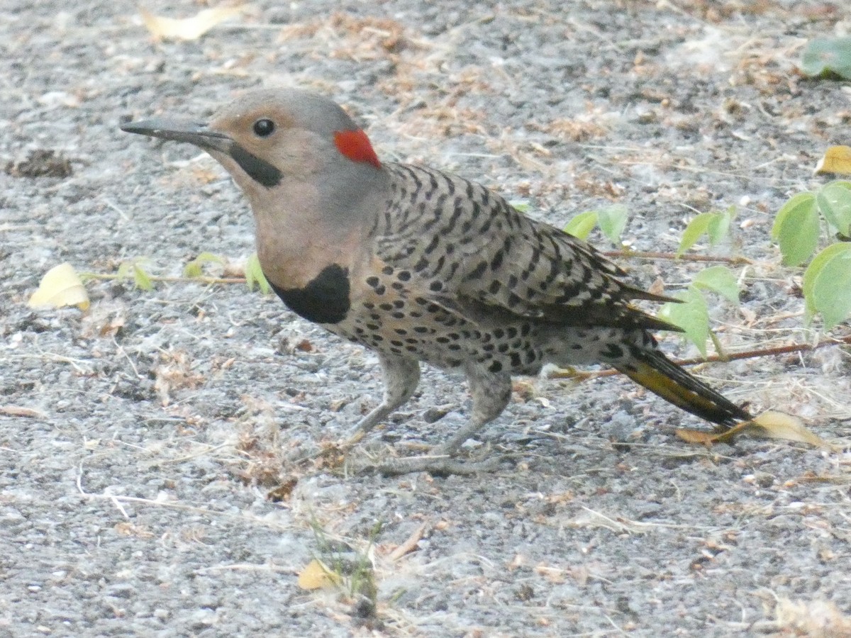 Northern Flicker - ML462365761