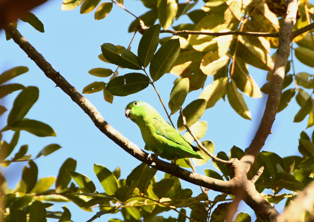 Cobalt-rumped Parrotlet - ML462365881