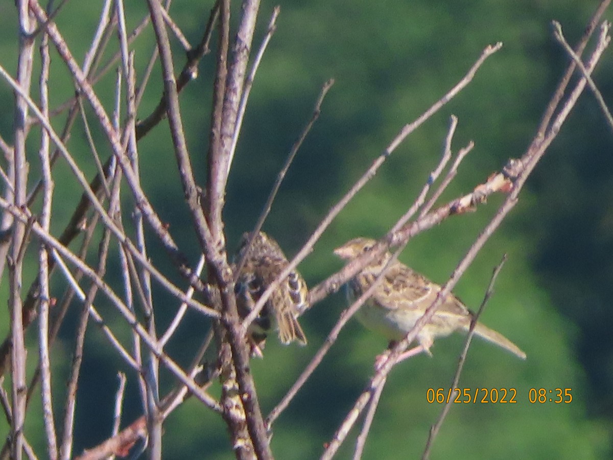 Grasshopper Sparrow - ML462366061