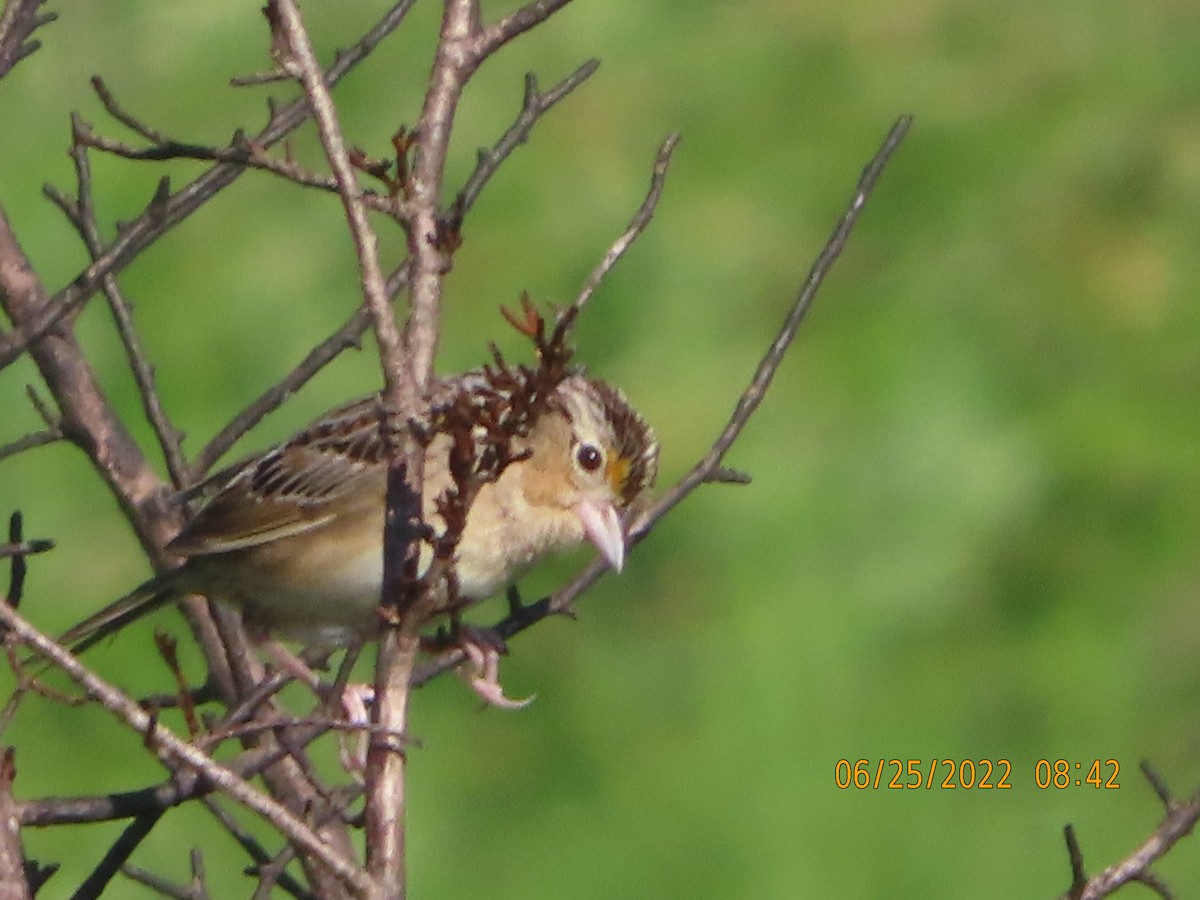 Grasshopper Sparrow - ML462366291