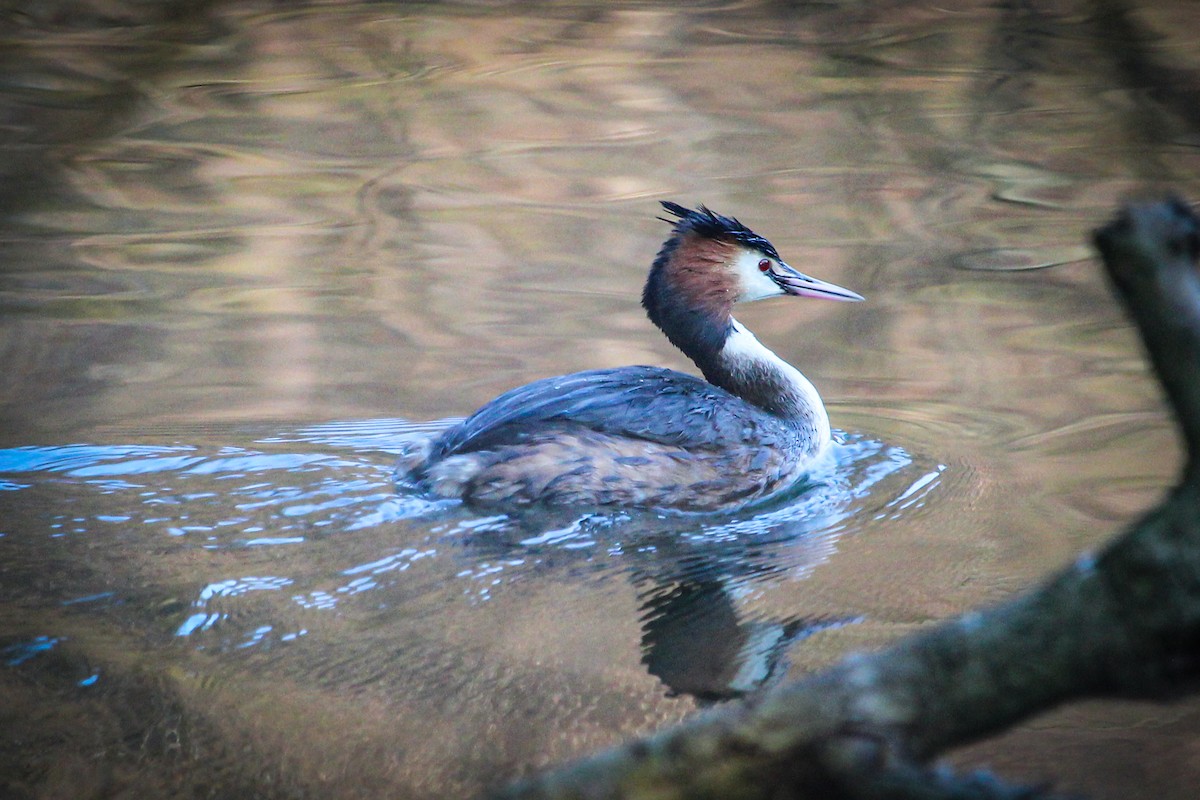 Great Crested Grebe - Olivier Lannoy