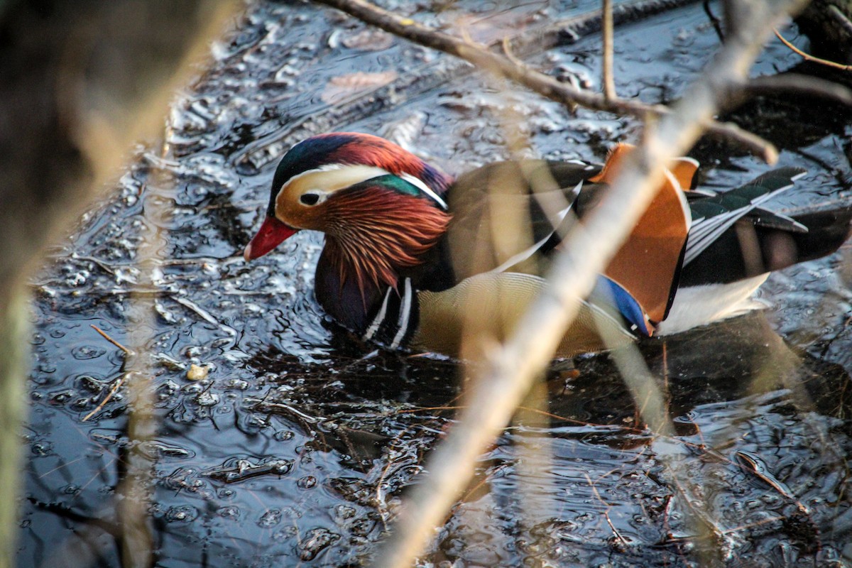 Mandarin Duck - ML462366681