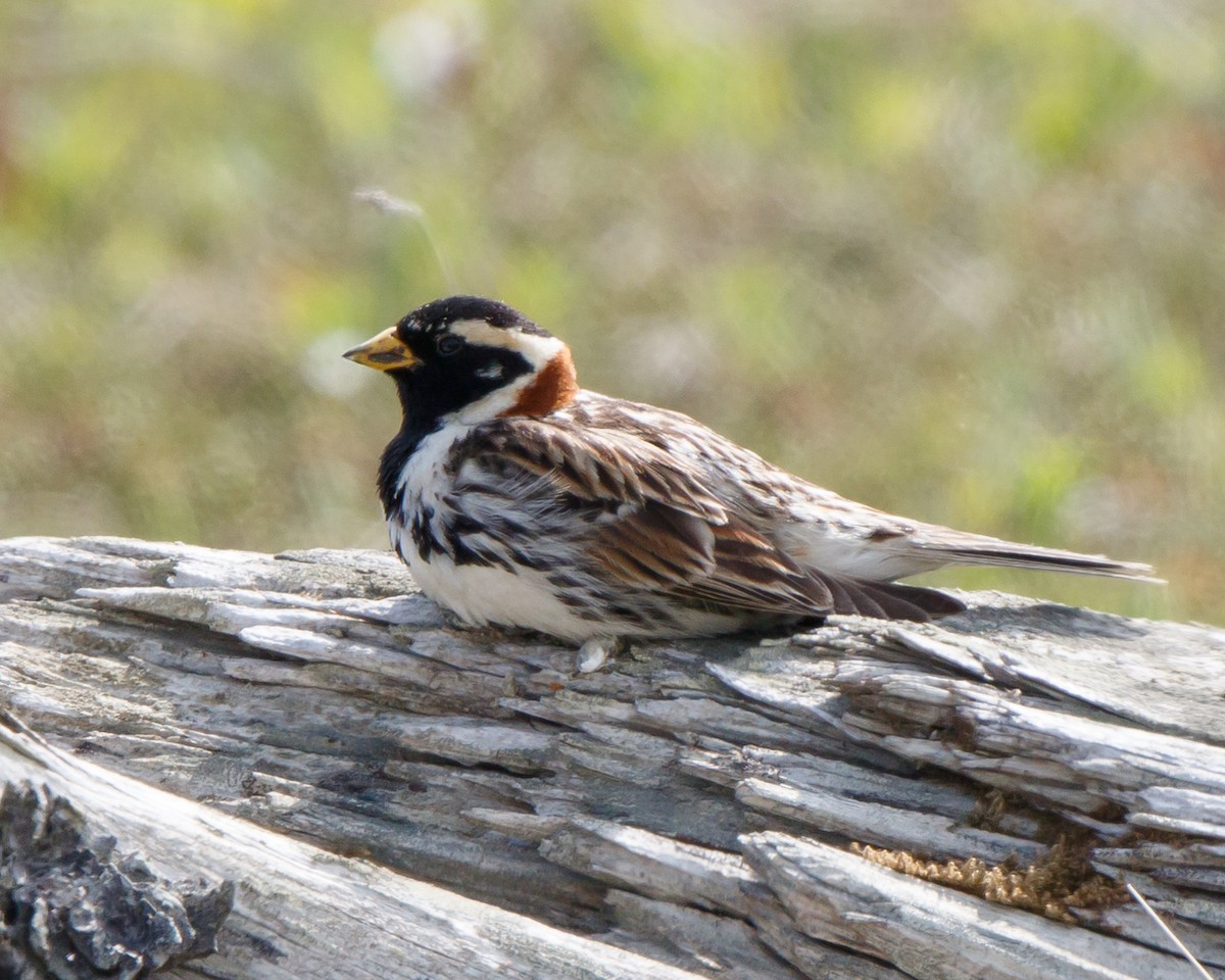 Lapland Longspur - ML462367061