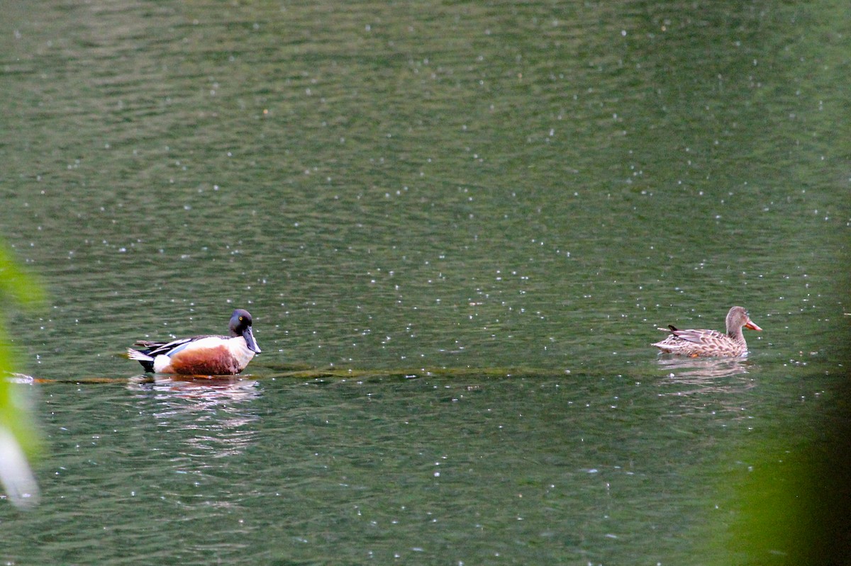 Northern Shoveler - ML462367771