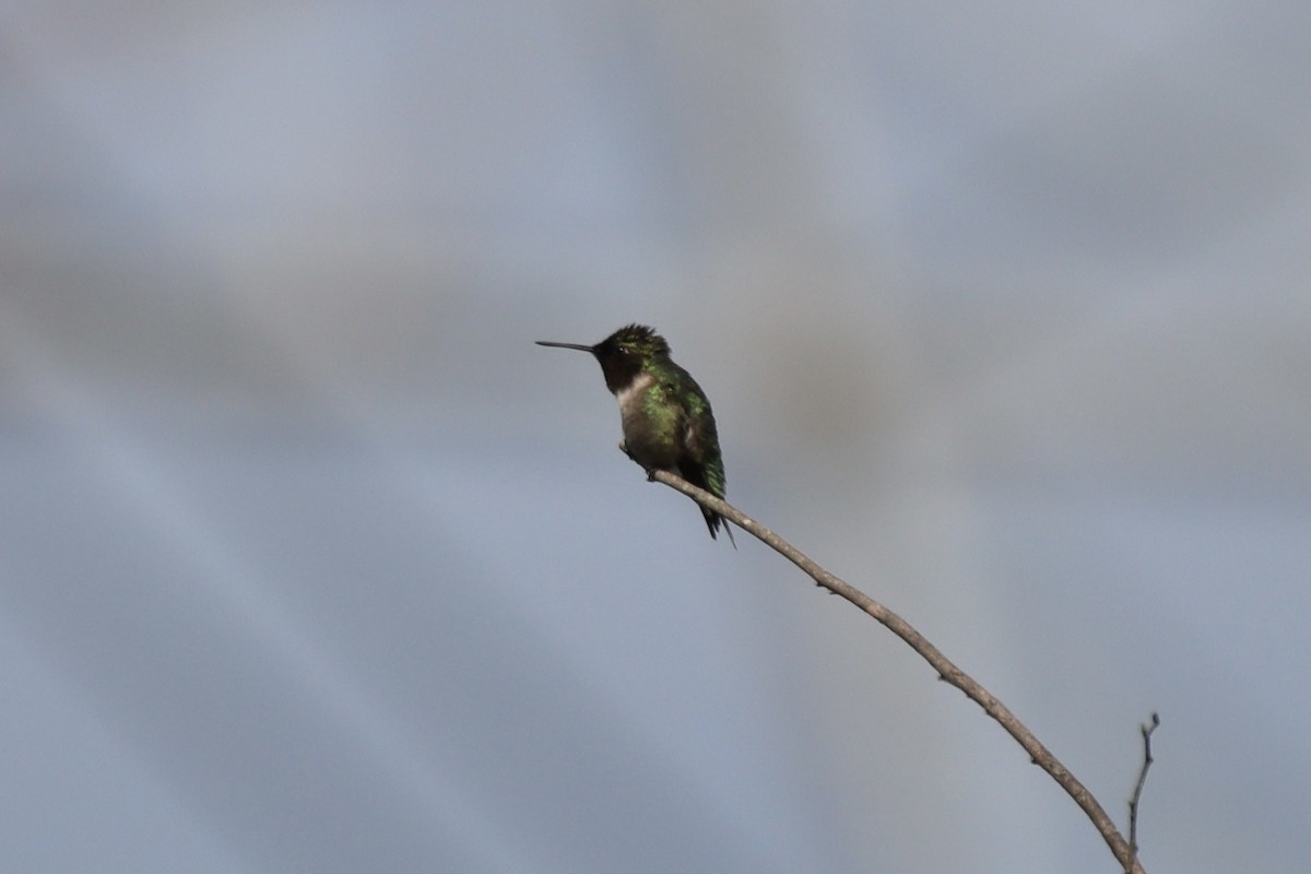 Ruby-throated Hummingbird - Jin Bai