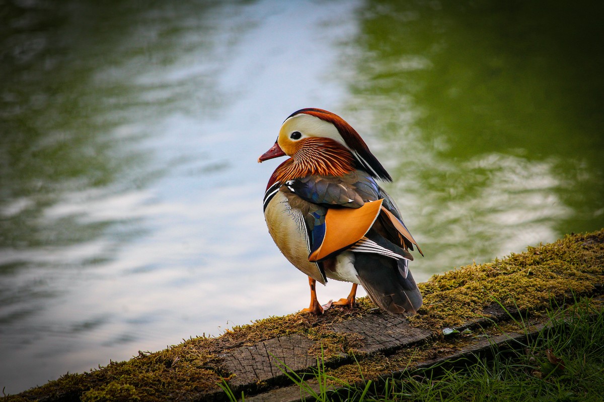 Mandarin Duck - ML462368471