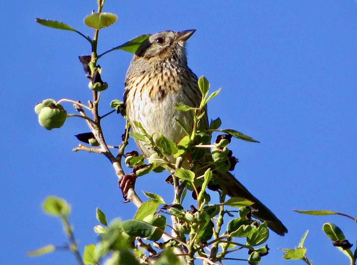 Lincoln's Sparrow - ML462370941