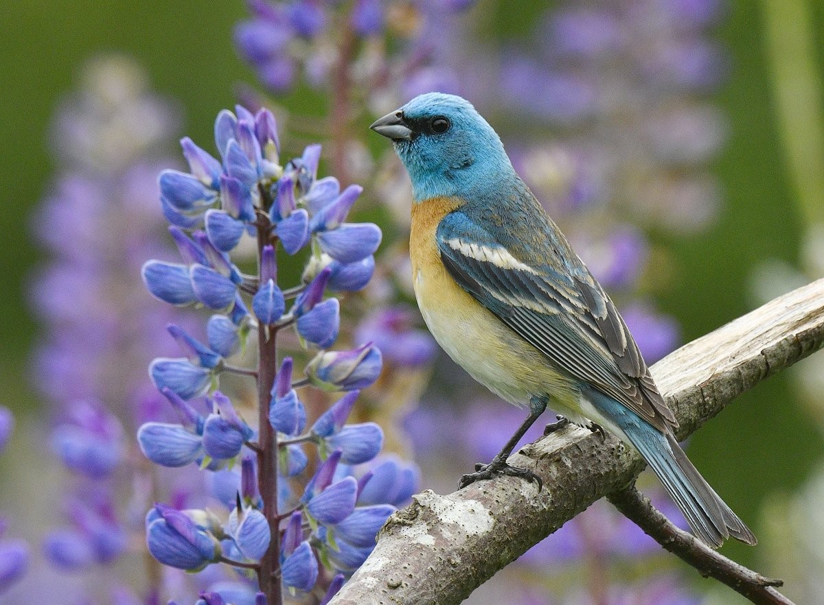Lazuli Bunting - ML462372301