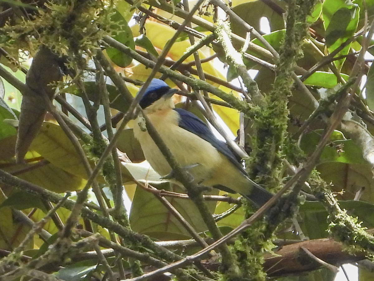 Fawn-breasted Tanager - ML462373321