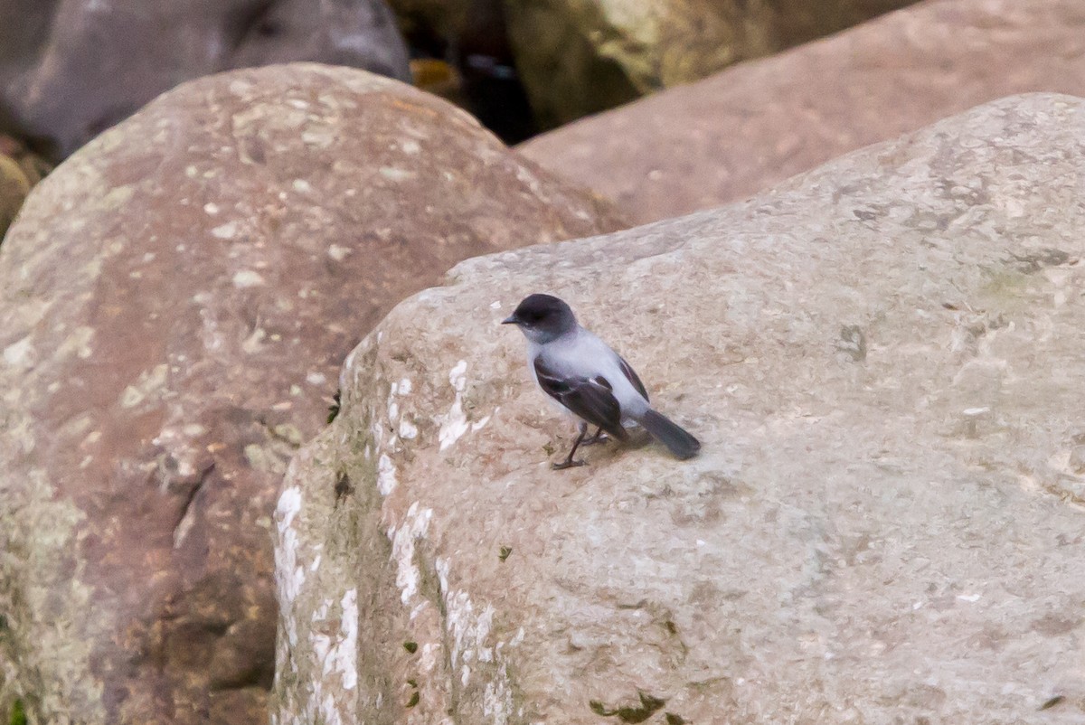 Torrent Tyrannulet - ML462373641