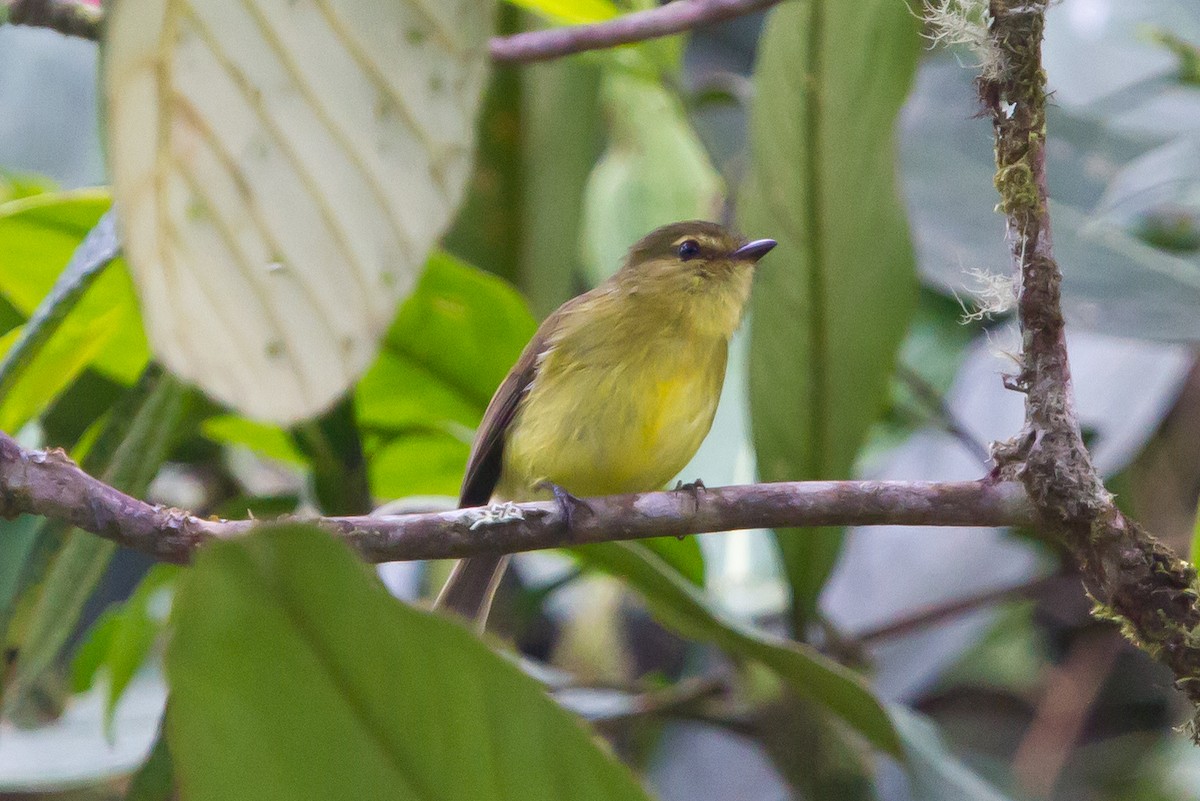 Sulphur-bellied Tyrannulet - ML462373681