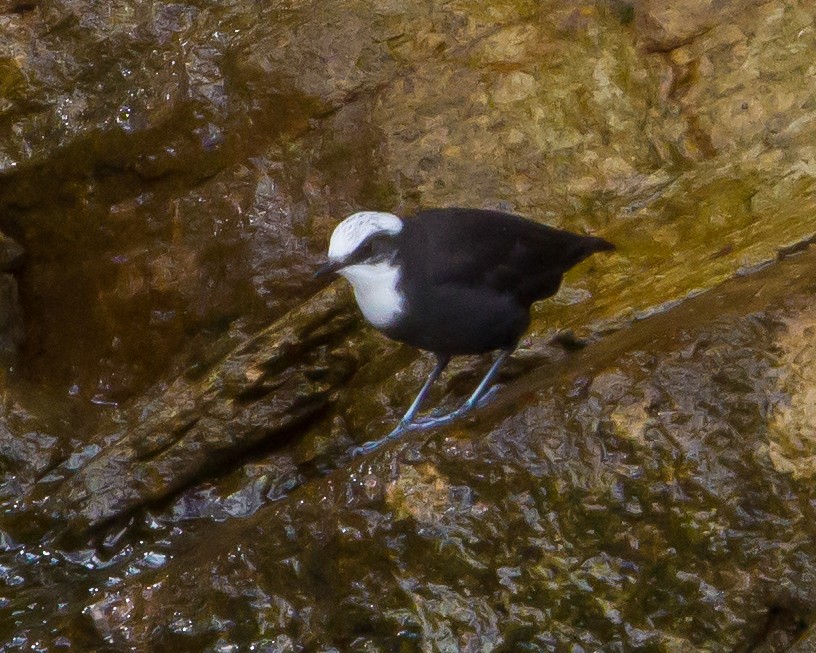 White-capped Dipper - ML462373731