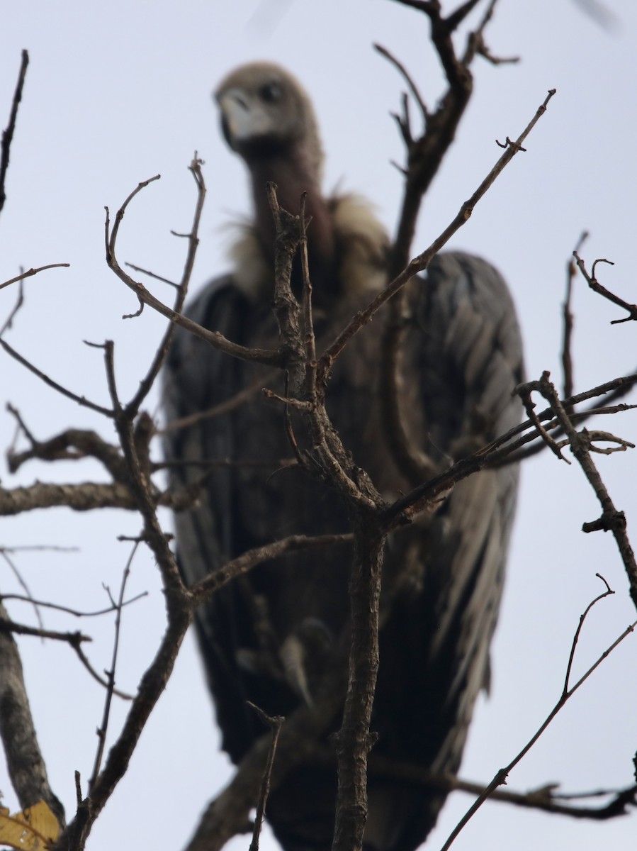 White-rumped Vulture - ML462375001