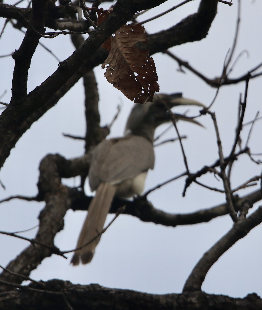 Indian Gray Hornbill - ML462375051