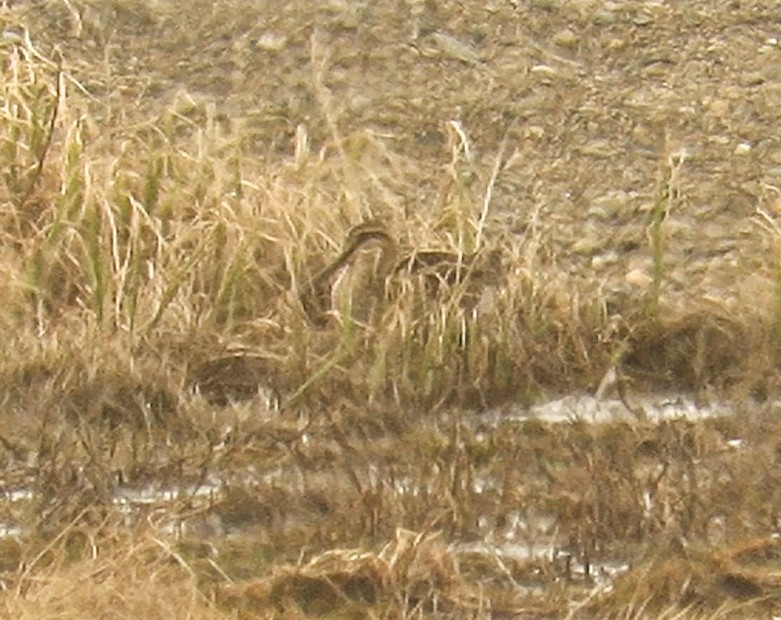 Common Snipe - ML462375781