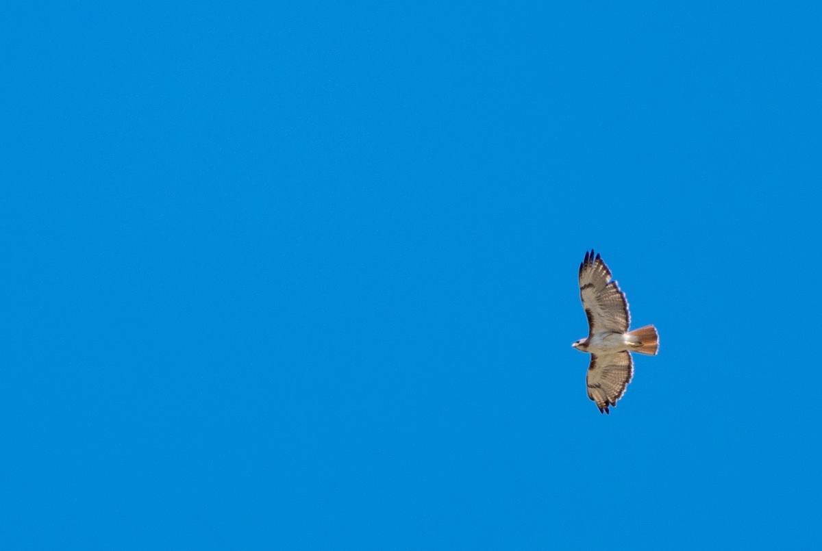 Red-tailed Hawk - ML462378271