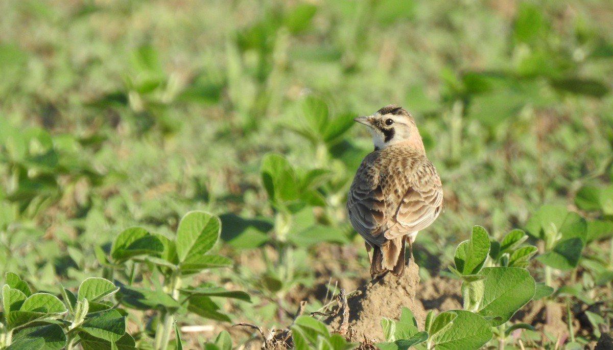Horned Lark - ML462378991