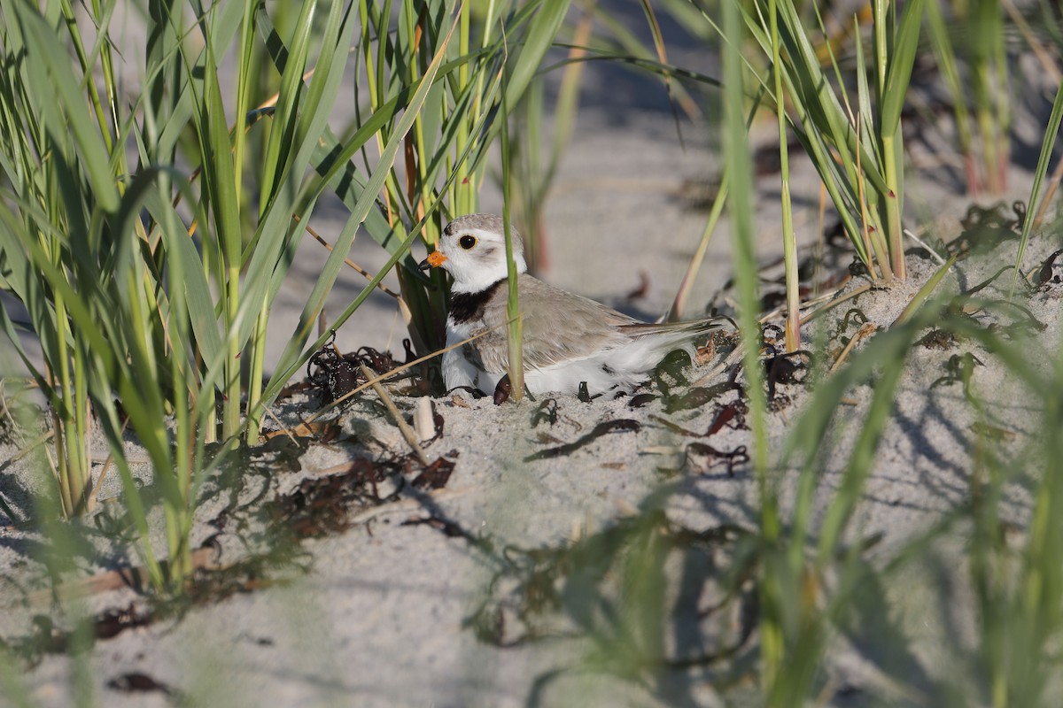 Piping Plover - ML462379621