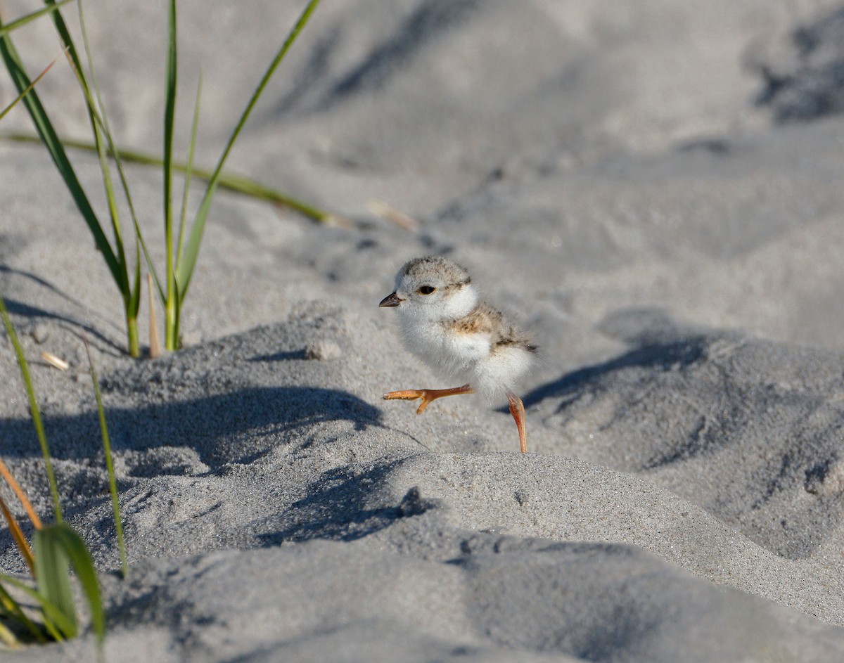 Piping Plover - ML462379691