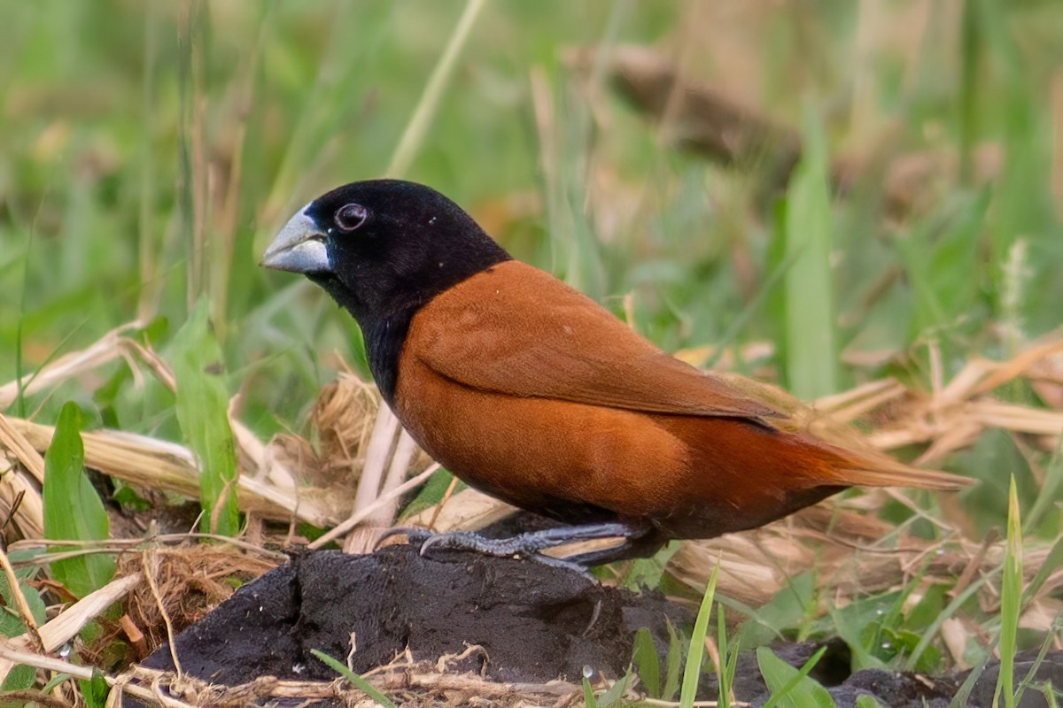 Chestnut Munia - ML462380361