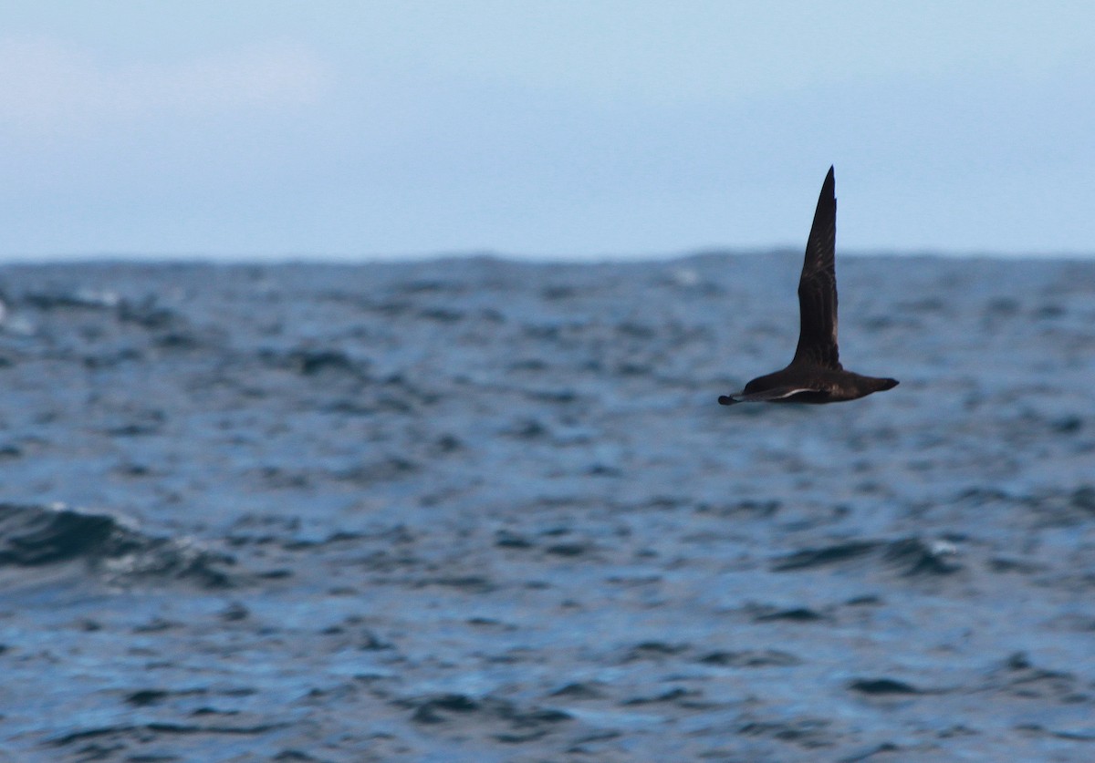 Sooty Shearwater - ML46238061