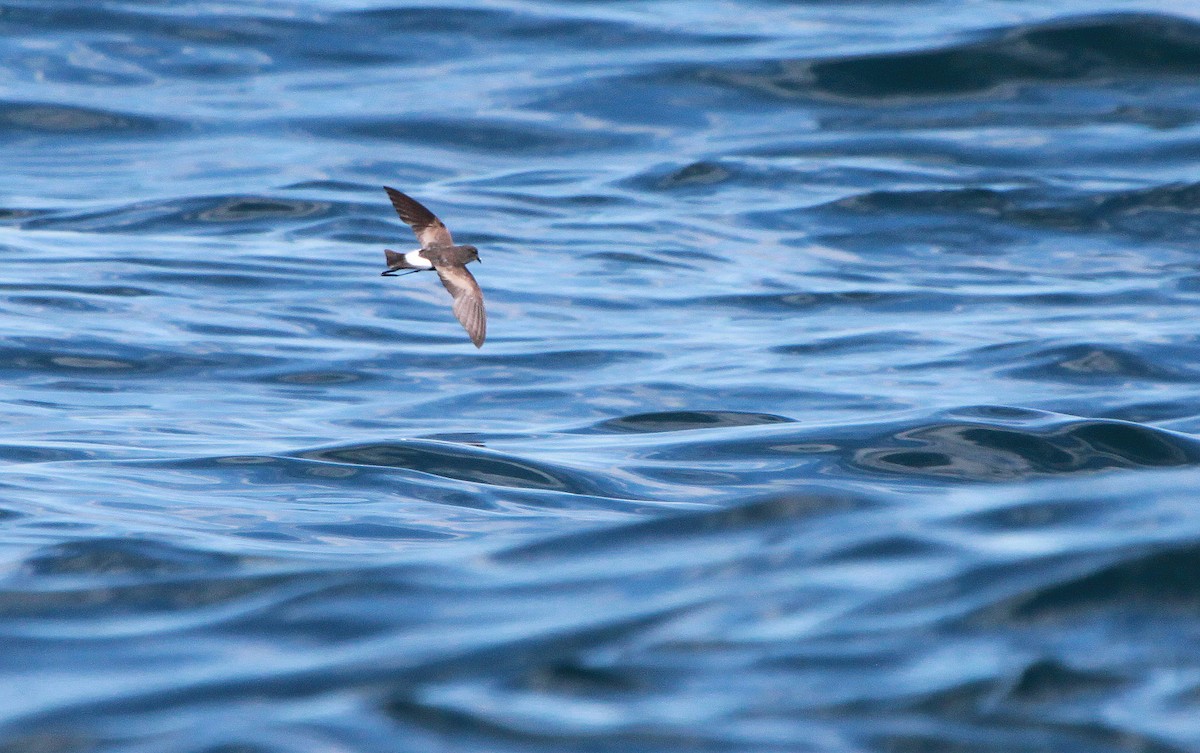 Wilson's Storm-Petrel - ML46238161