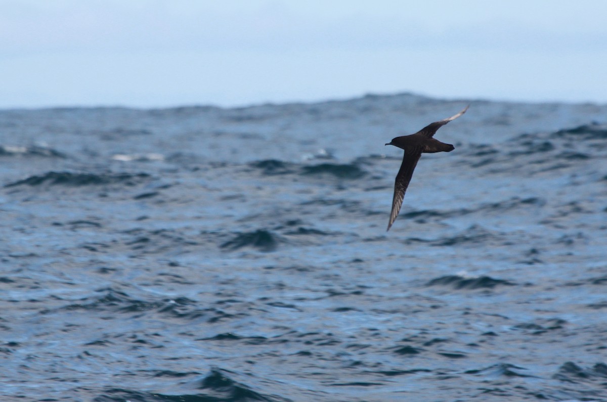 Sooty Shearwater - ML46238171