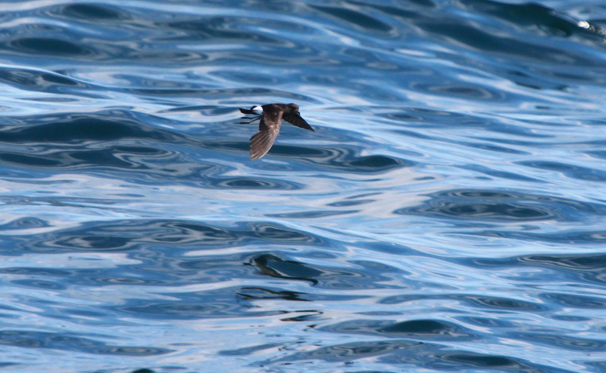 Wilson's Storm-Petrel - ML46238191