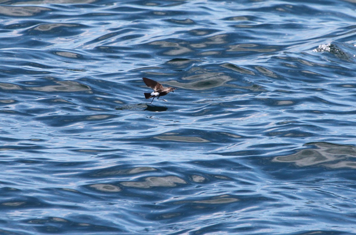 Wilson's Storm-Petrel - ML46238201