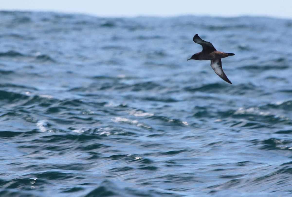 Sooty Shearwater - ML46238211