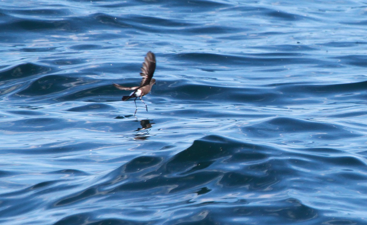 Wilson's Storm-Petrel - ML46238231