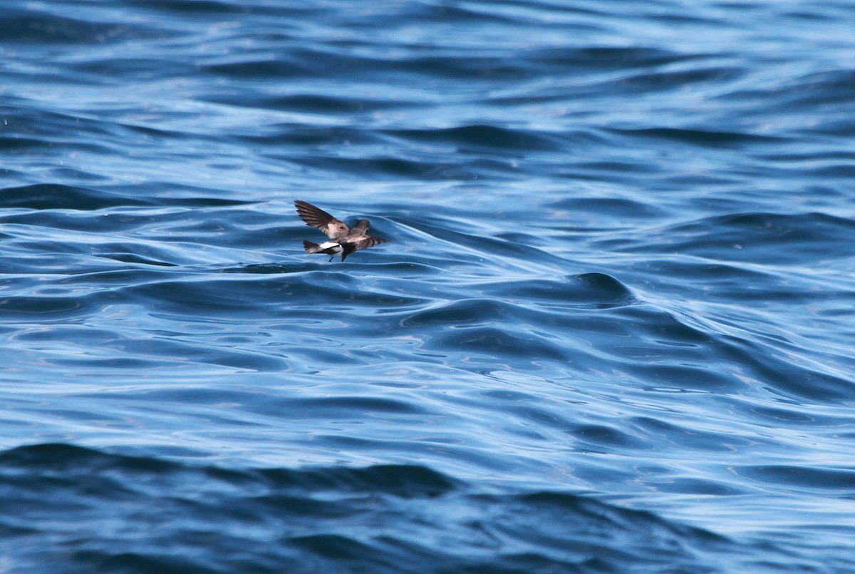 Wilson's Storm-Petrel - ML46238251