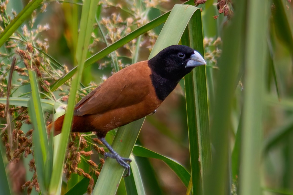 Chestnut Munia - ML462384011