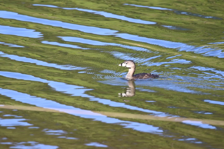 Pied-billed Grebe - ML462384181