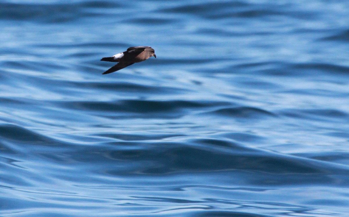 Océanite tempête (pelagicus) - ML46238431