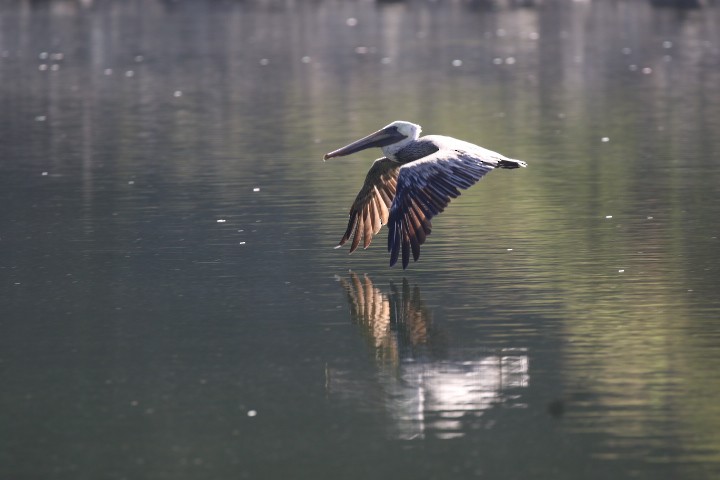Brown Pelican - ML462384321