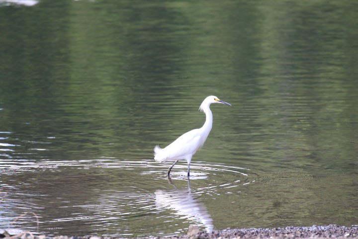 Snowy Egret - ML462384351