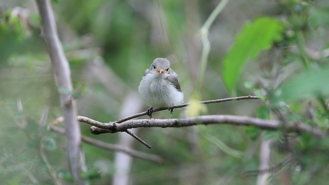 Pale-billed Flowerpecker - ML462384591