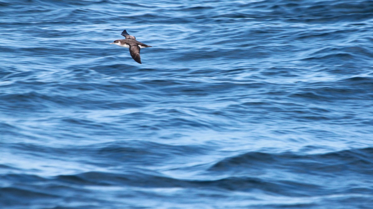 Manx Shearwater - ML46238471