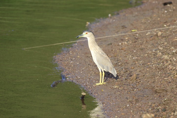 Black-crowned Night Heron - ML462384901