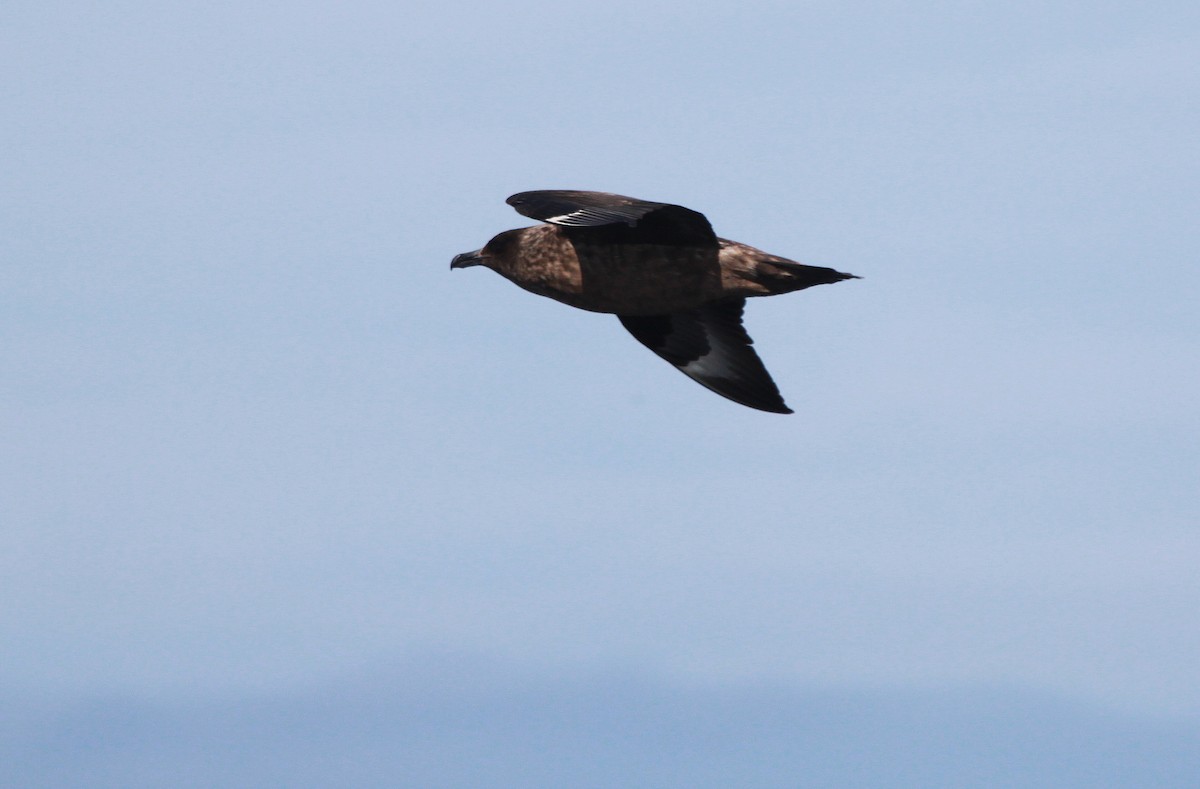 Great Skua - ML46238501